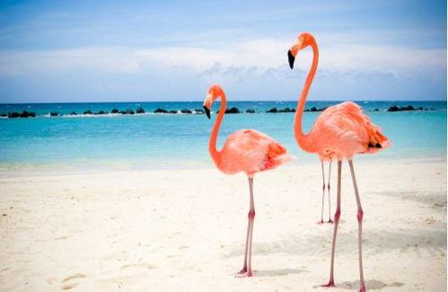 国产火烈鸟拼装视频,创意无限，组装乐趣  第2张