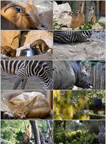 国产猴子视频大全集下载  第2张