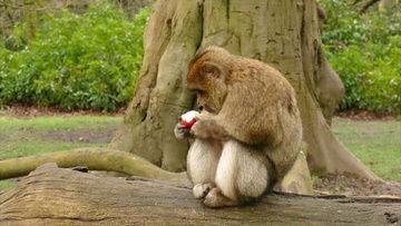 国产猴子视频大全集下载  第3张