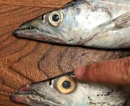 国产狮头鱼视频,探寻中华水族珍宝的鲜美奥秘  第1张