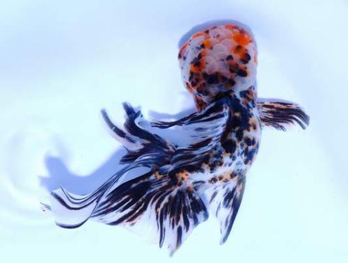 国产狮头鱼视频,探寻中华水族珍宝的鲜美奥秘  第2张