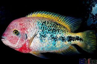 国产狮头鱼视频,探寻中华水族珍宝的鲜美奥秘  第3张