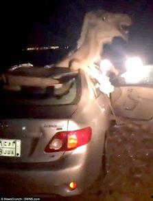 国产汽车撞骆驼视频 第1张 国产汽车撞骆驼视频 第1张