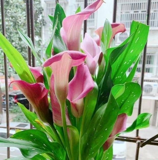 国产黄色马蹄莲在线视频  第1张