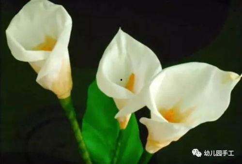 国产黄色马蹄莲在线视频  第2张