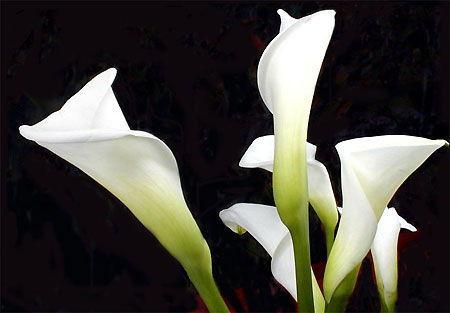 国产黄色马蹄莲在线视频  第3张